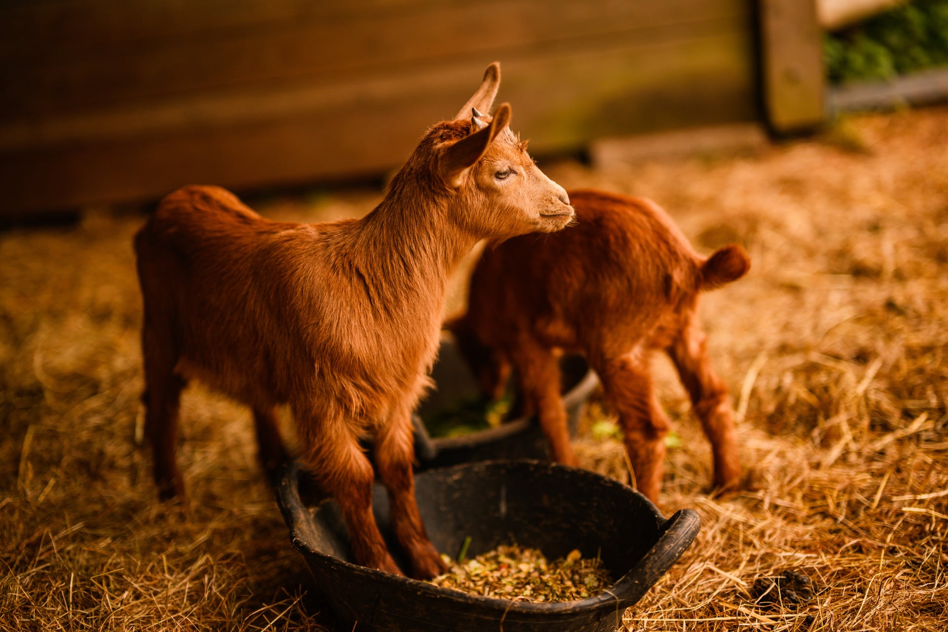 Goatkids